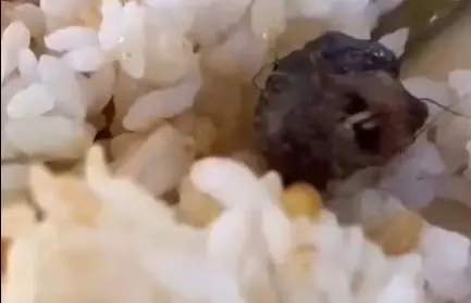 “鼠头鸭脖”判定为鼠头 四问“指鼠为鸭”