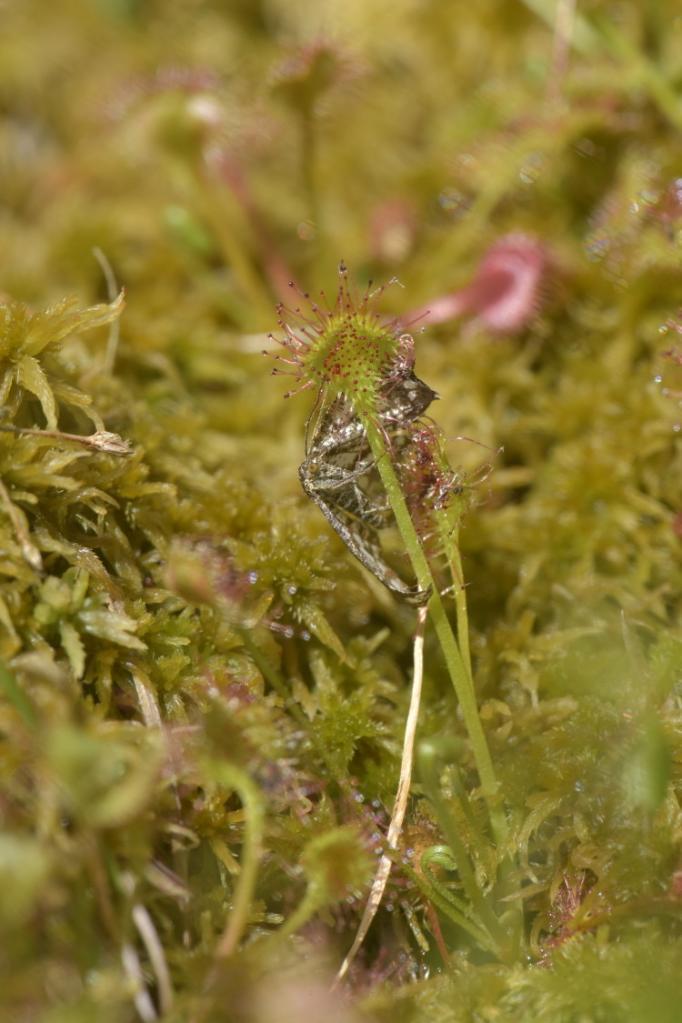 重庆发现的“吃虫”植物“胃口”有点大