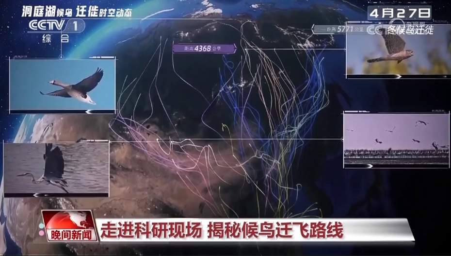 候鸟可以飞多远？高科技手段来揭秘