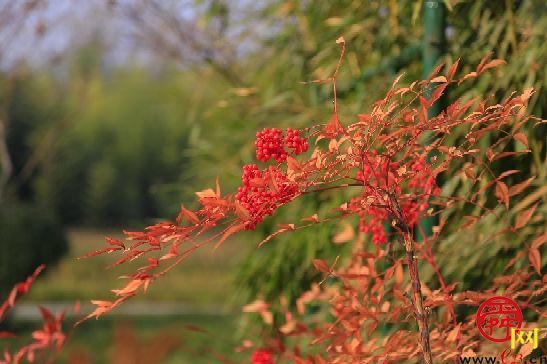 冬景如画来济南植物园感受色彩斑斓