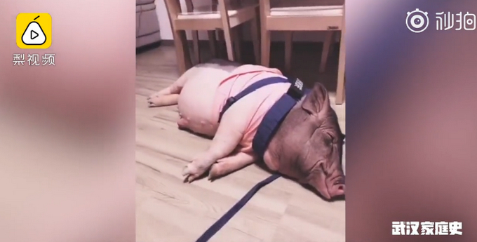武汉宠物猪独自在家坚守两个月 瘦的肚子都没了