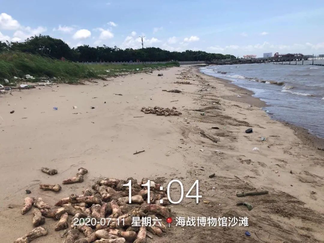 虎门大桥一带海滩惊现成千上万猪蹄，铺满整个沙滩！