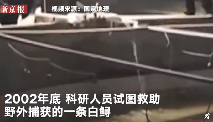 专家称长江白鲟灭绝？IUCN中国代表处：未官宣，6月发结果