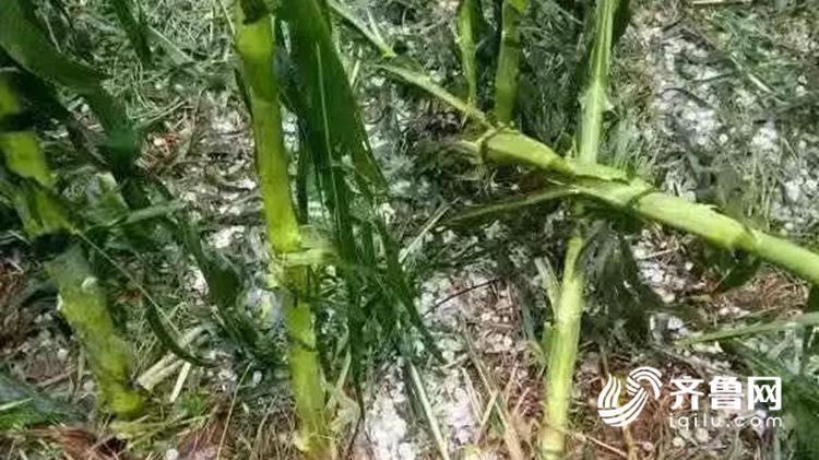 组图：玉米地惨遭“灭顶” 日照潍坊多地遭遇冰雹袭击