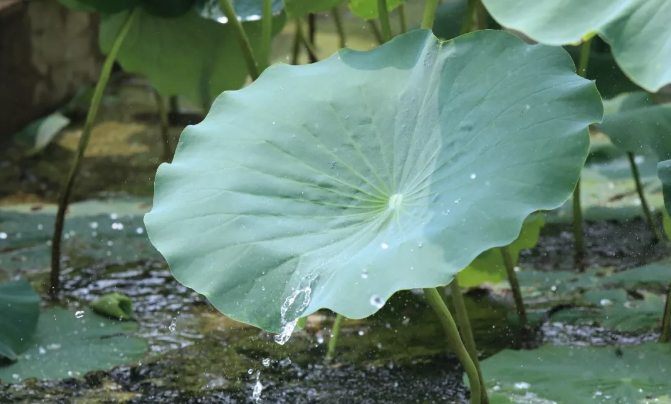 百名青年记者下基层丨归德寻农记：七月流火，共赏曹楼风荷