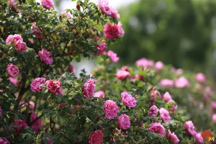 养生好物热销清单来咯！泉水人家给女性添一点贴心“花样”