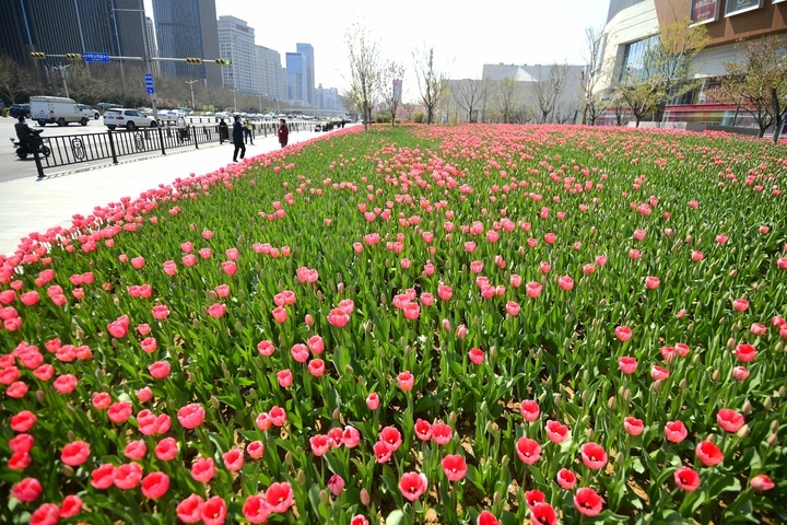 济南经十路旁郁金香花海将迎来盛花期