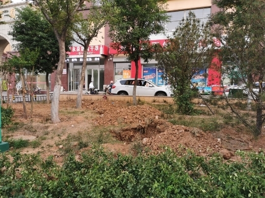 【啄木鸟在行动】烟台路、淄博路交叉口以东路南花坛内黄土裸露