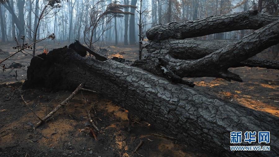 澳大利亚：探访林火过后的村庄