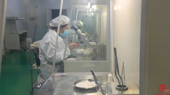 历城草莓又厉害了！济南泉心正培育开“芯”局的种苗