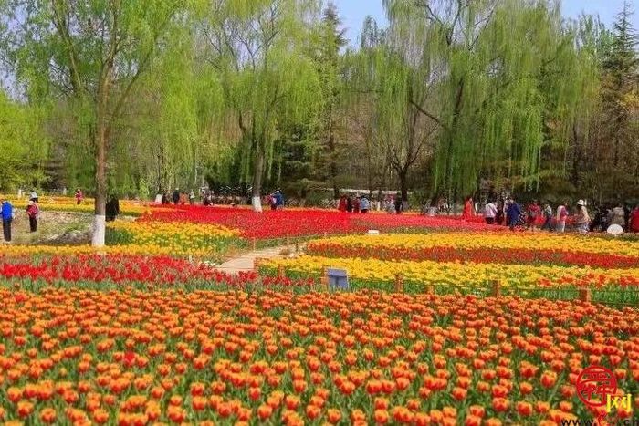 四月来济南一起走花路！打卡赏花路线get