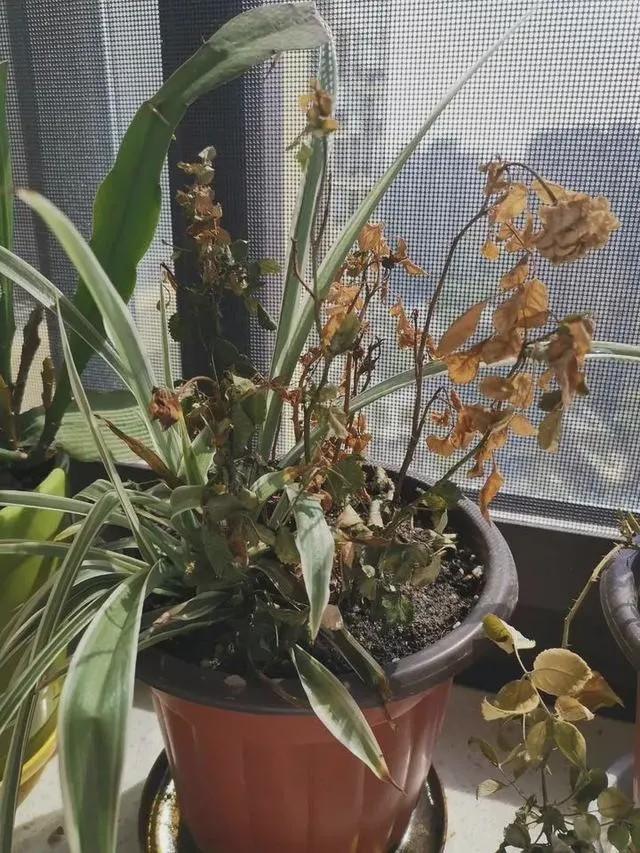 扎心了！女护士援鄂67天回家打开房门一瞬间惊呆，网友笑疯：太现实了