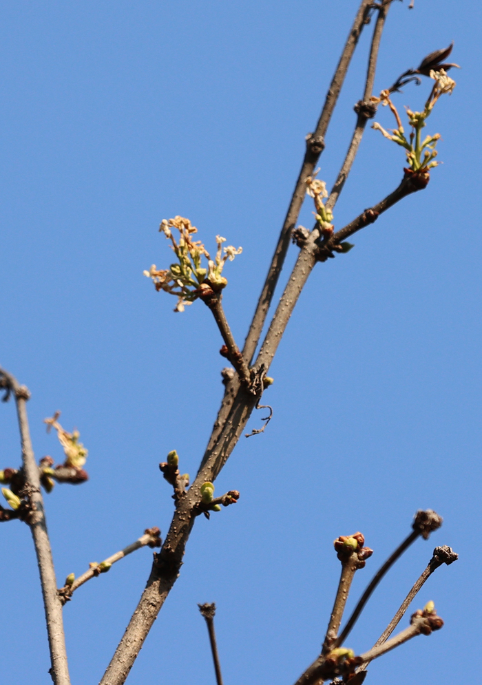 奇！这里的丁香反季含苞吐蕊