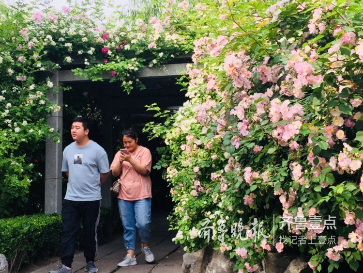 蔷薇正值盛花期，济南公园开花成海了！