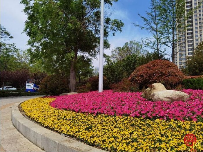 【图集】槐荫变花园 近30万盆花卉吐芬芳