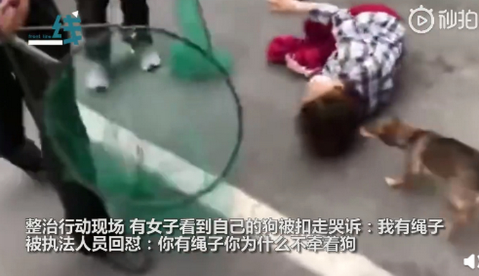 怼得好!女子遛狗不栓绳,狗被抓后倒地哭喊