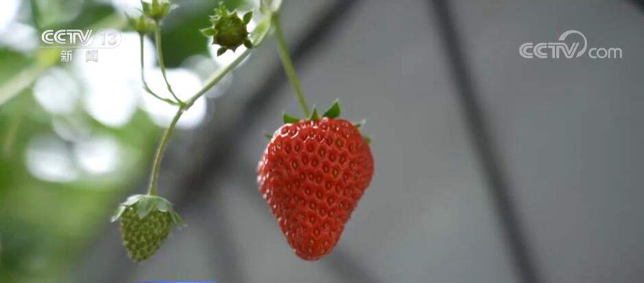 突破制约 数字技术与传统农业碰撞出“最优解”