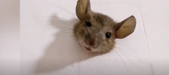 老鼠太胖被卡墙洞不能自拔，同学以为是玩偶 网友：小东西还挺萌