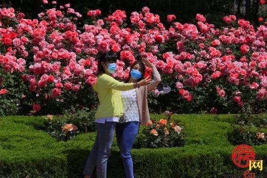 “花中皇后”翩翩来 济南植物园月季花开正盛