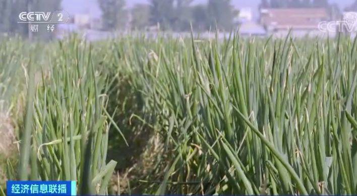 咋回事?山东大葱价格腰斩 