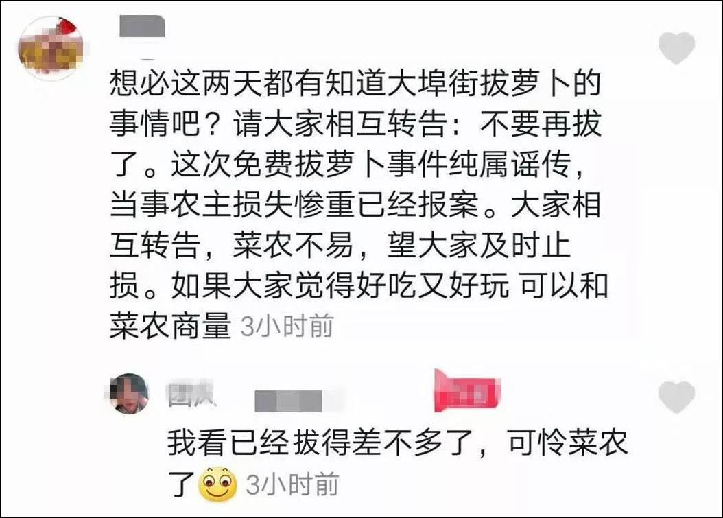 200亩萝卜被拔光是怎么回事?终于真相了,原来是这样!