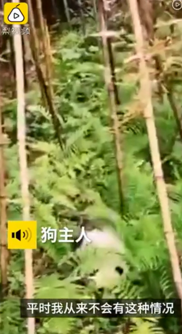 狗脸往哪搁？四川乐山熊猫狗违规坐进驾驶室 主人：被大狗咬伤非要抱抱