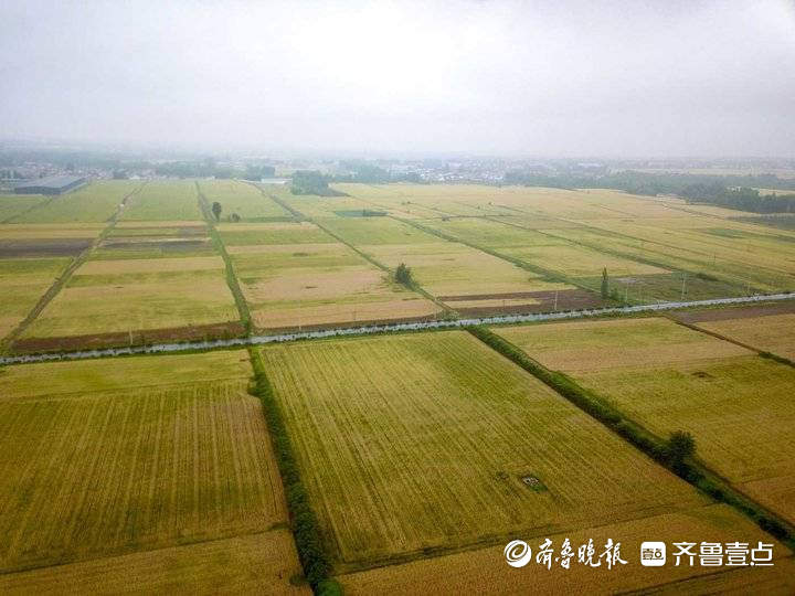 济南东郊万亩麦田一片金色 近日即将收割