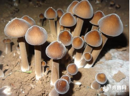 龙山小米、莱芜鸡腿葱……山东援鄂，捐赠了哪些特色农产？