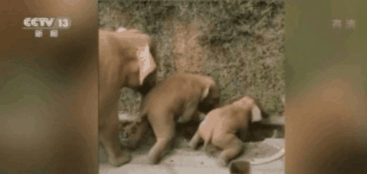 北上野象走出“S”路线 下一站去哪儿？