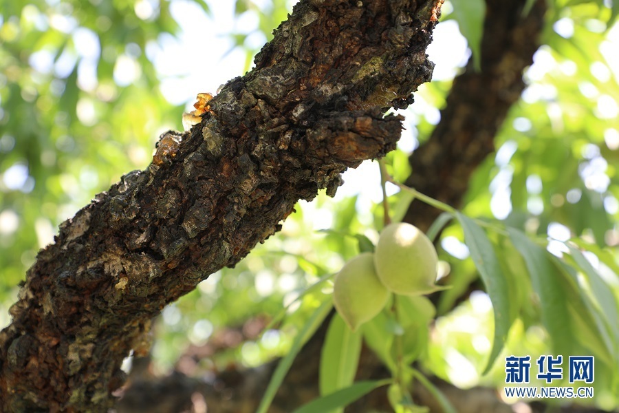 沿着高速看中国｜一条乡村振兴“路”