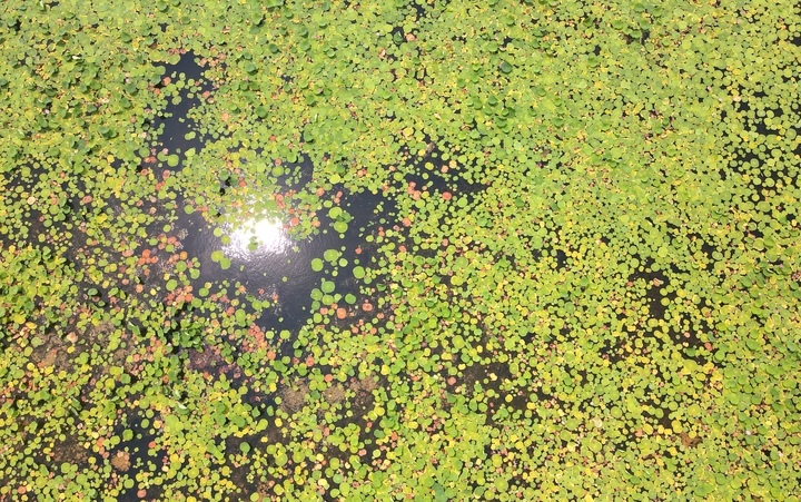 映日荷花别样红，湖光山色俏东城