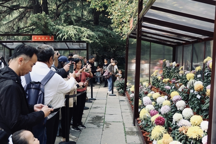 趵突泉不只有“猪鲤”，还有“胖菊”  