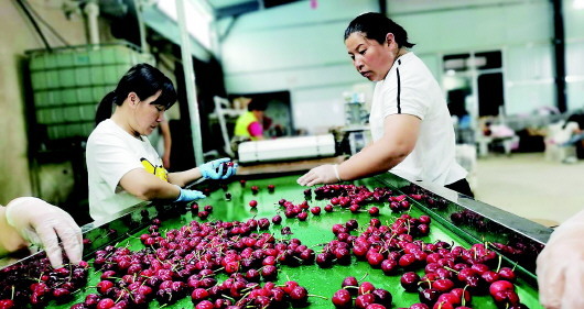 山东烟台：优价难求优果 电商抢樱桃常红脸