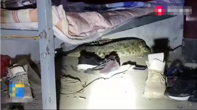 动物|家中床下突现1米多长鳄鱼 网友：这能吓得够呛