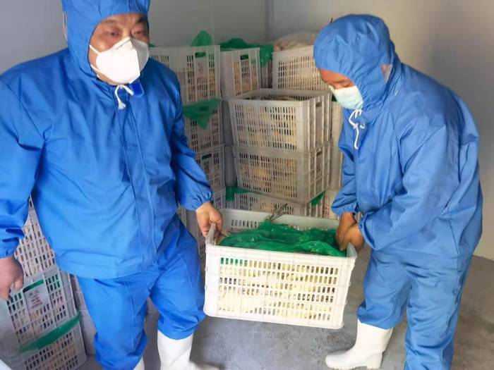 两千多只白条鸡疑存问题，屠宰企业发现后主动上报销毁