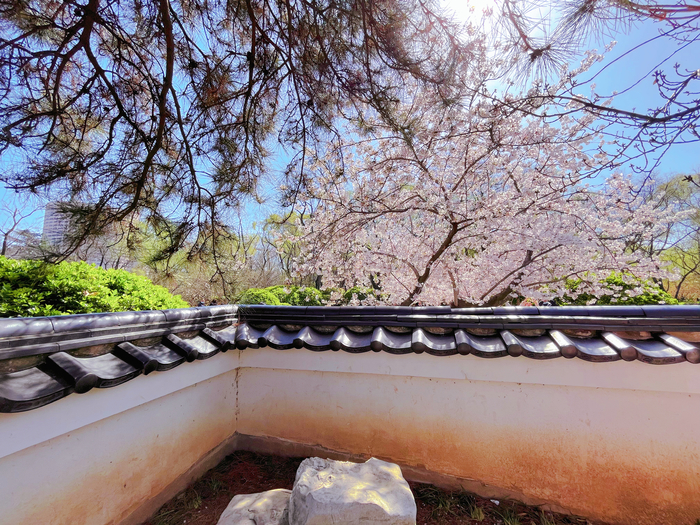 春暖花开！“种草”济南市区网红赏花点