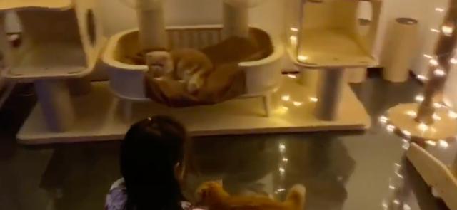 港媒曝章子怡北京2亿豪宅内景|港媒曝章子怡北京2亿豪宅内景是真的吗?怎么回事?终于真相了,原来是这样!