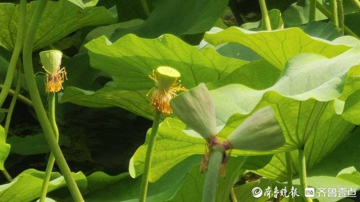 济南并蒂莲“出圈”背后：一朵市花牵动一座城