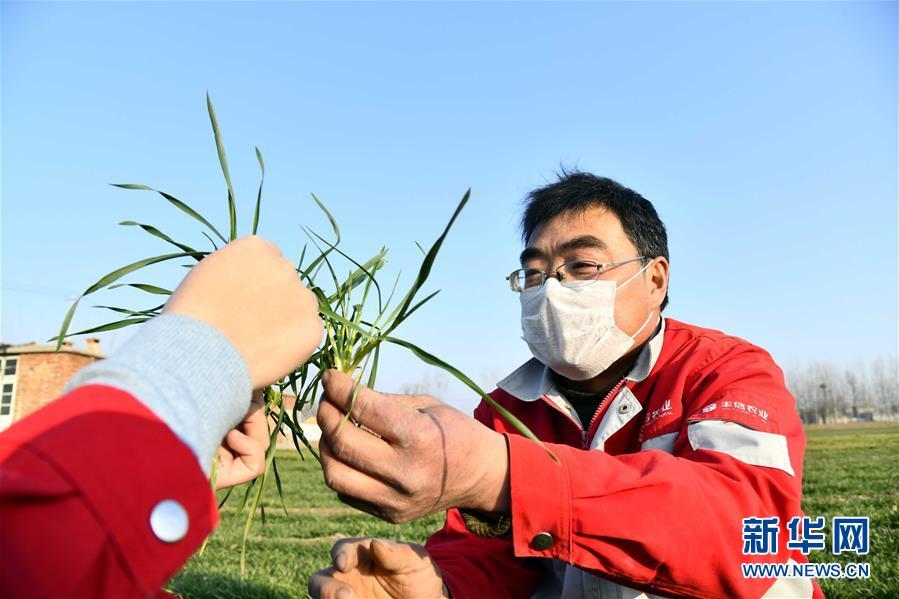 特殊之年夏粮丰收背后的特殊之举