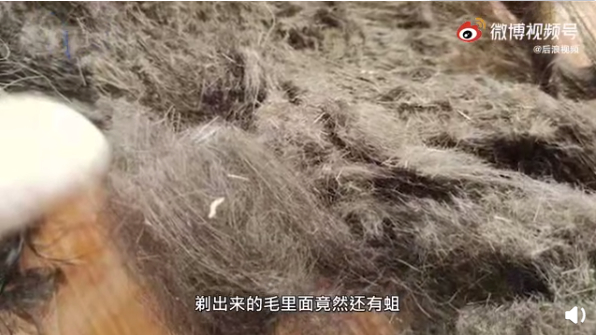 愤怒！南京90后情侣退房后把边牧遗弃在出租屋 网友：放入黑名单！永远禁止收养宠物！