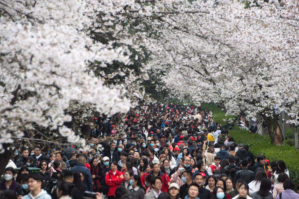 一诺三年！武汉大学邀医护人员回“珈”赏樱