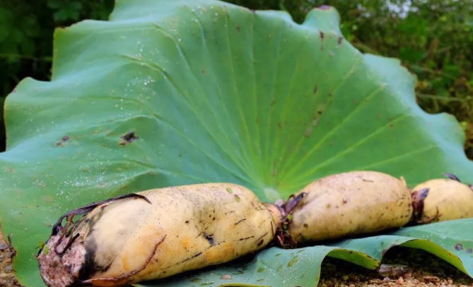 百名青年记者下基层丨归德寻农记：七月流火，共赏曹楼风荷