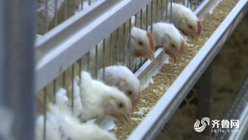 肉蛋蔬菜、饮用水、药品……你的生活所需市场供应稳定！山东各行各业安全复工