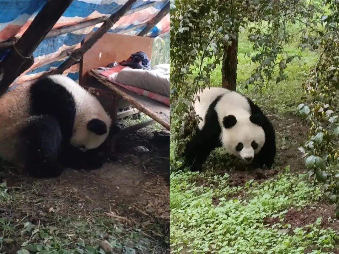 大熊猫溜进村民家引发关注，最新体检结果疑似生病