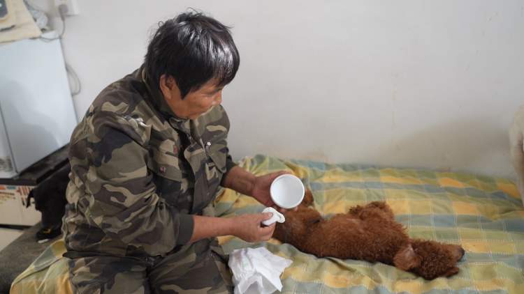 一人，十年，两千只流浪狗，她与它们在同一屋檐下共处