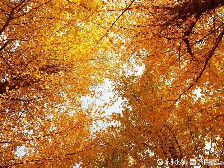 济南东郊乡野小河边，大片银杏树叶随风飘落，美如金色油画