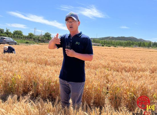 麦粒怎么是蓝色的？“商量”调研组滚滚麦浪中探讨种业发展之道