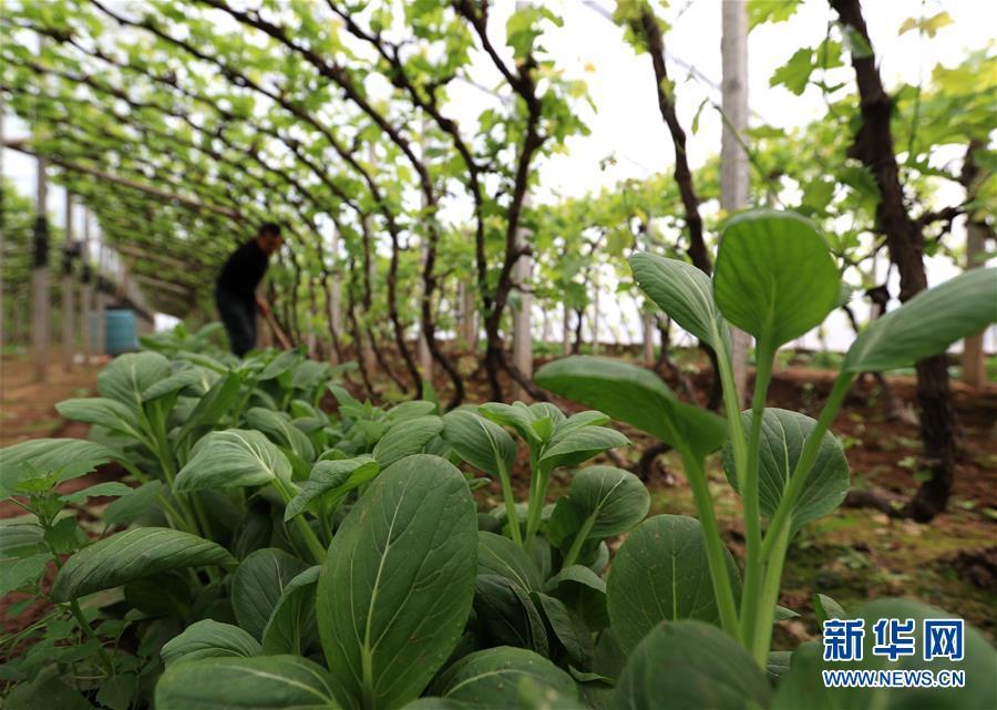 春分时节，农民在忙啥？