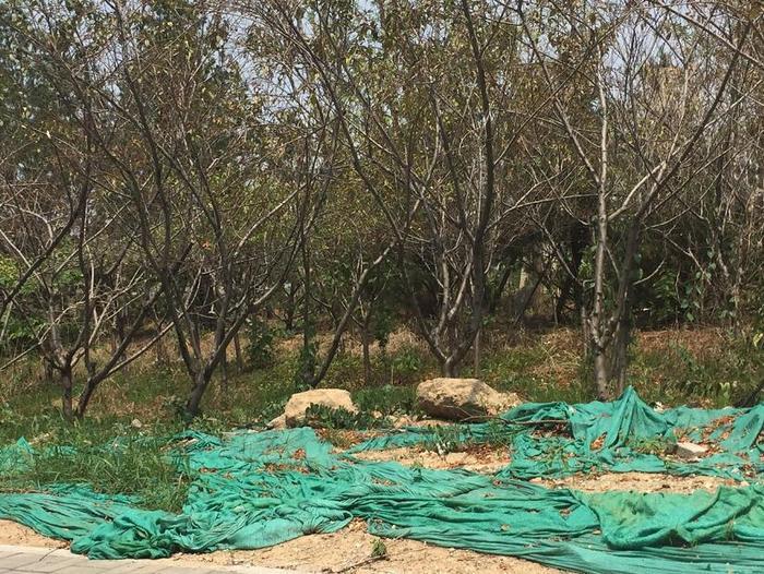 【啄木鸟在行动】槐荫区二环西路与青岛路交汇处西北角存在扬尘隐患