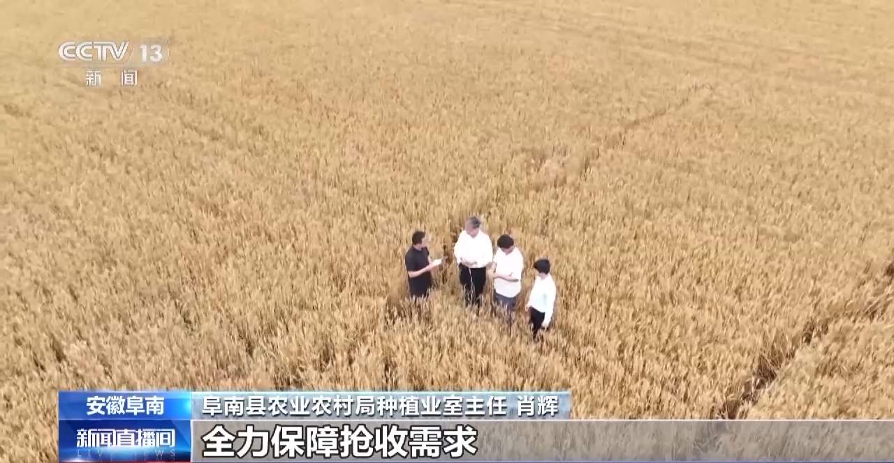 麦浪翻滚 长势喜人 安徽阜南126万亩小麦将迎丰收